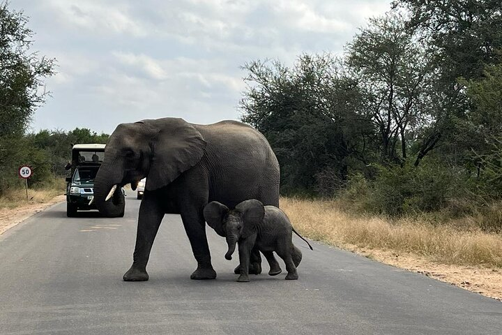 Private Kruger Park Safari and Panorama Route - Photo 1 of 25